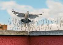 BIRD SPIKES IN BENGALURU
