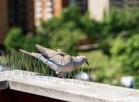 BIRD SPIKES IN BENGALURU
