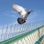 BIRD SPIKES IN BENGALURU
