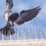 BIRD SPIKES IN BENGALURU
