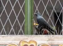 BIRD SPIKES IN BENGALURU

